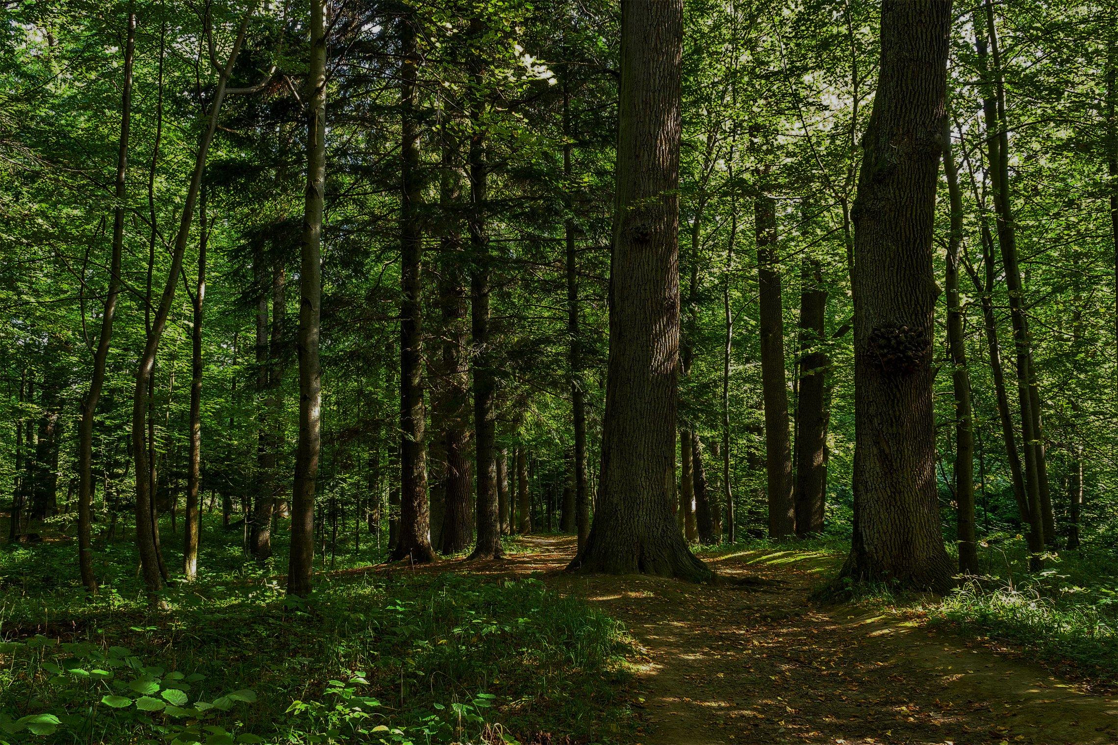 Wildwood Nature School